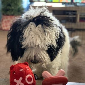 Meet your Posher, Lindsay